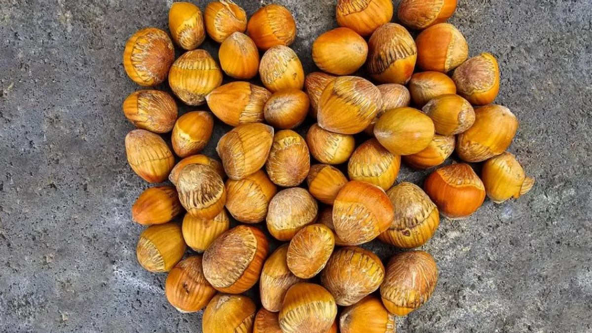 Kuraklıkla mücadelede Türk fındığına yeni yol haritası