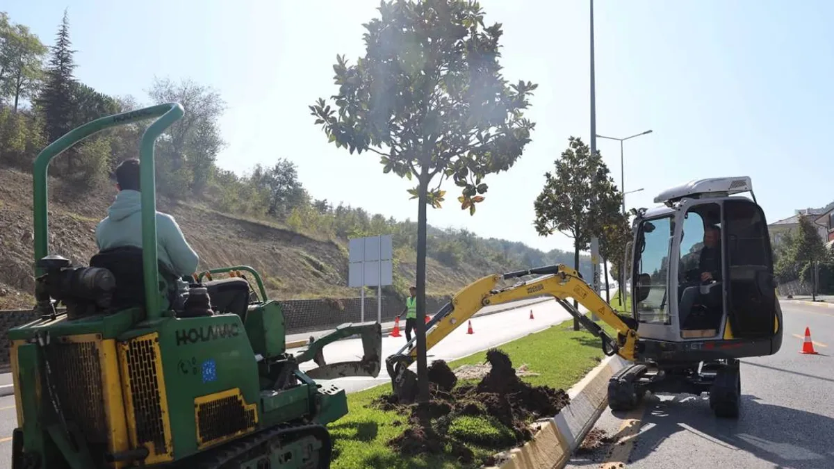 Sakarya'da ağaçlar yeni tramvay hattı için özenle taşınıyor