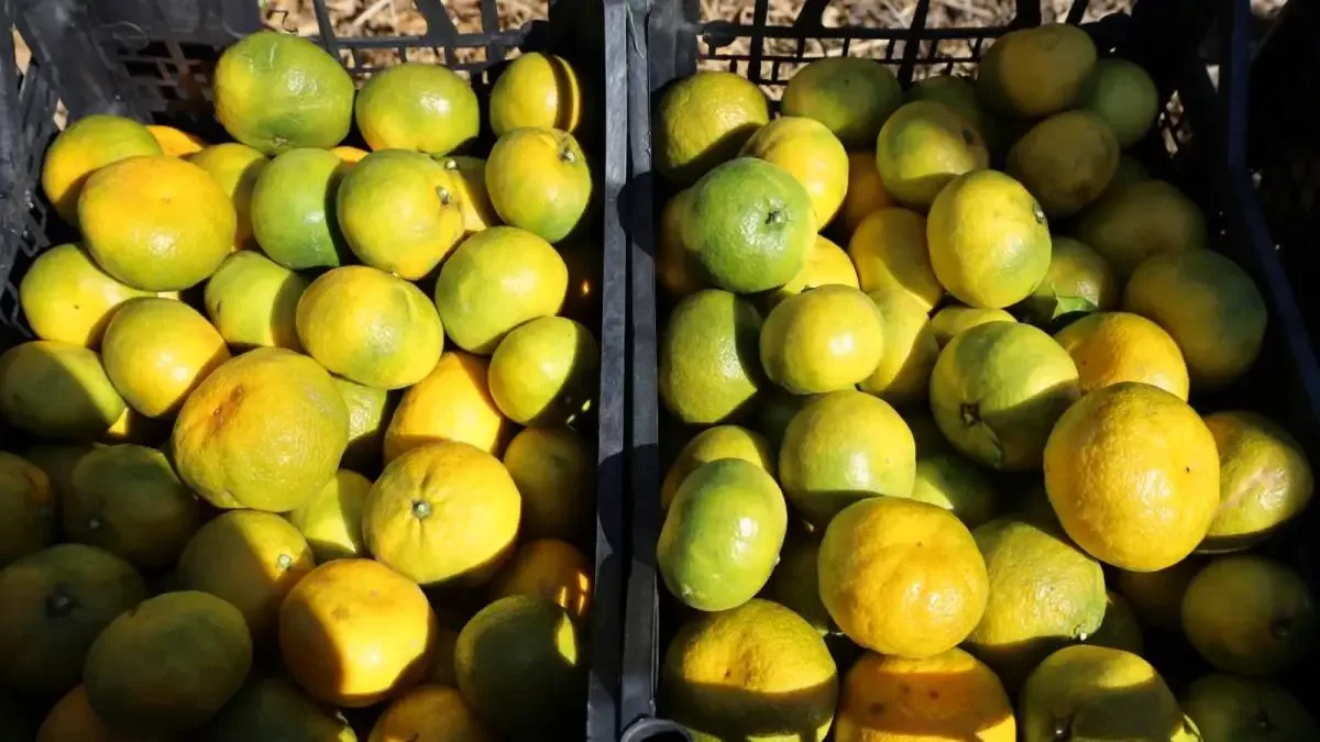 Satsuma mandalinası hasat töreni gerçekleştirildi.