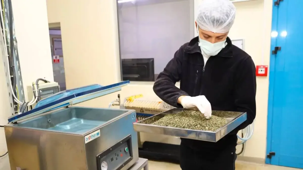 Kocaeli Büyükşehir Belediyesi'nin desteklediği Ormanya ürünleri, tıbbi ve aromatik bitkilerle zenginleşiyor.