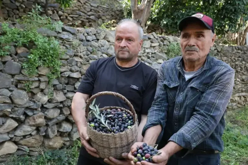 Artvin'de Butko zeytininde 780 ton üretim bekleniyor - Detay Görsel 1