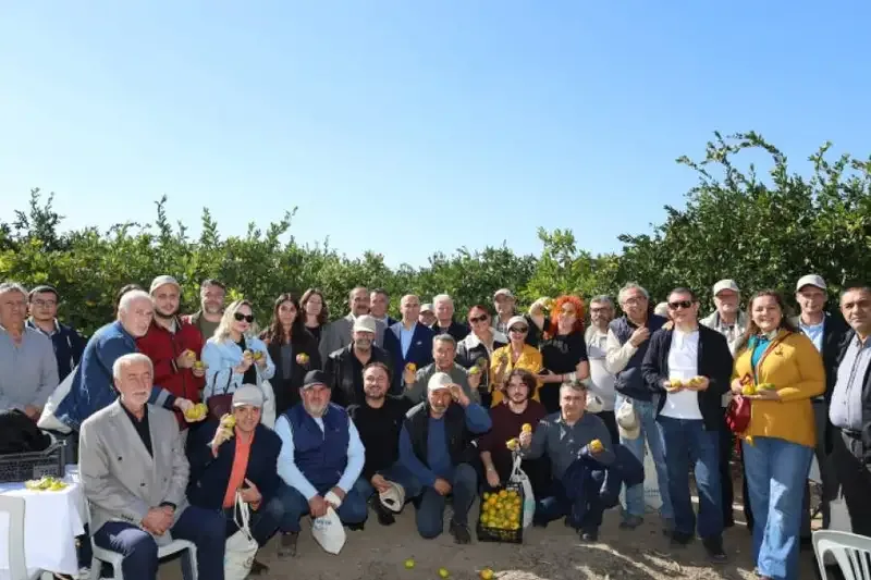 Satsuma mandalinasında ihracat sezonu başladı - Detay Görsel 2