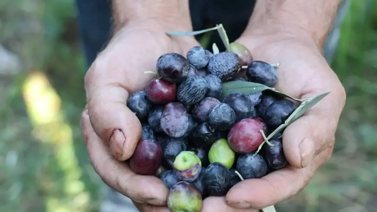 Artvin'de zeytin hasadı sezonu açıldı.