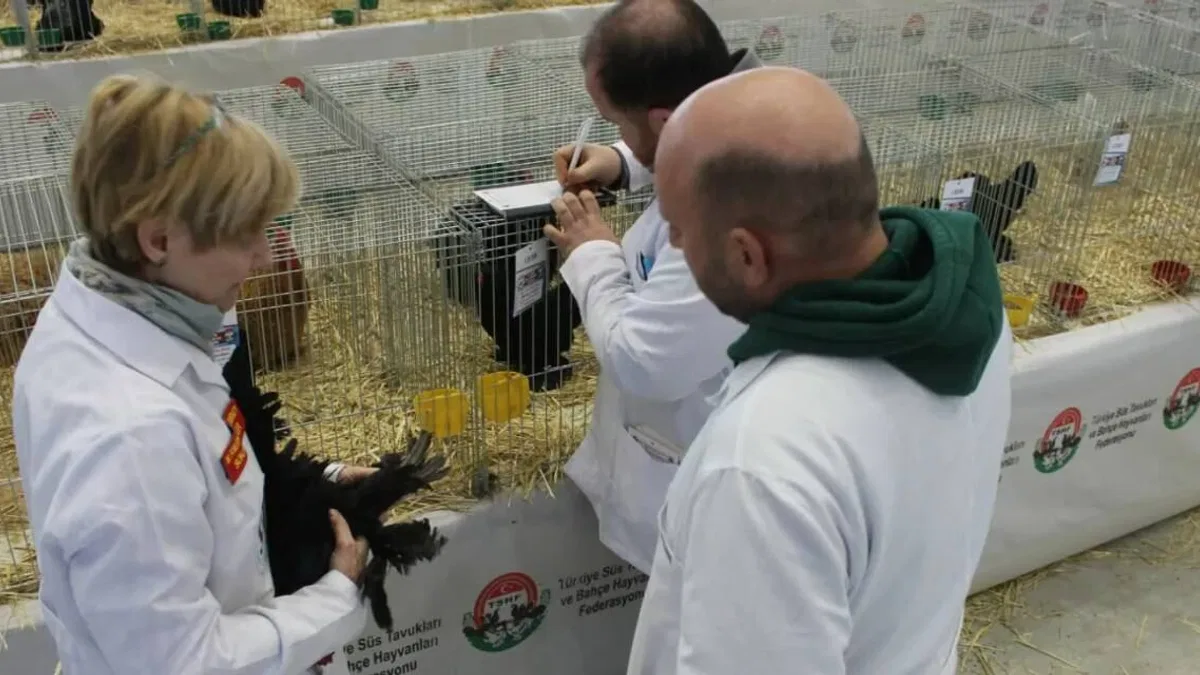 Finike süs tavukları ve milli ırklar gösterisine ev sahipliği yapacak