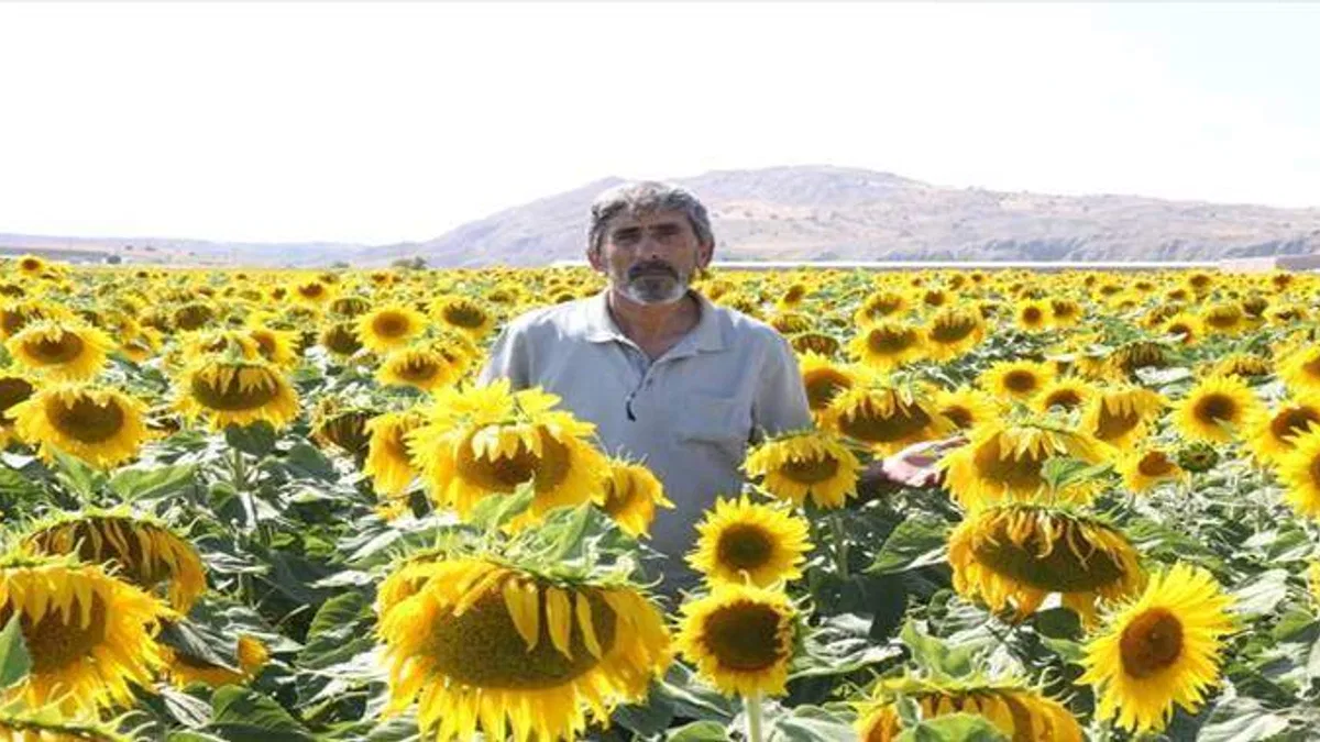 Sivas'ta ayçiçeğinde 45 bin ton rekolte bekleniyor