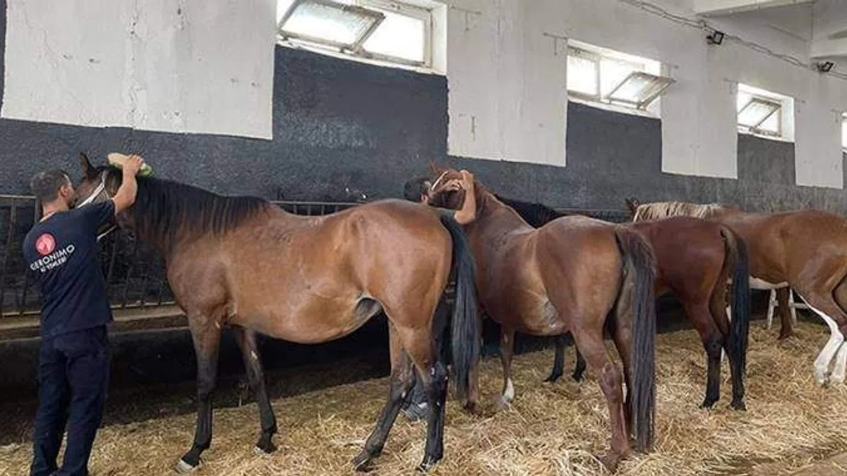 Emekli kısraklar kalan ömürlerini huzurevinde geçiriyor