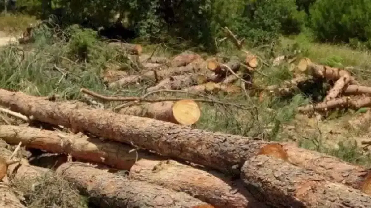 Bursa Kent Konseyi yüzlerce ağacın kesildiği Kestel'den seslendi: Ormanlarımız tarla değil!