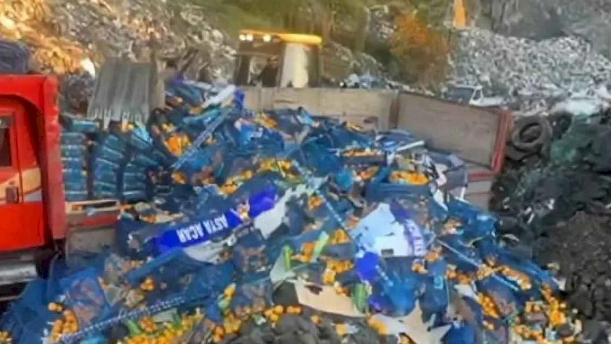 Artvin'de zirai ilaç kalıntısı tespit edilen 6,1 ton mandalina imha edildi