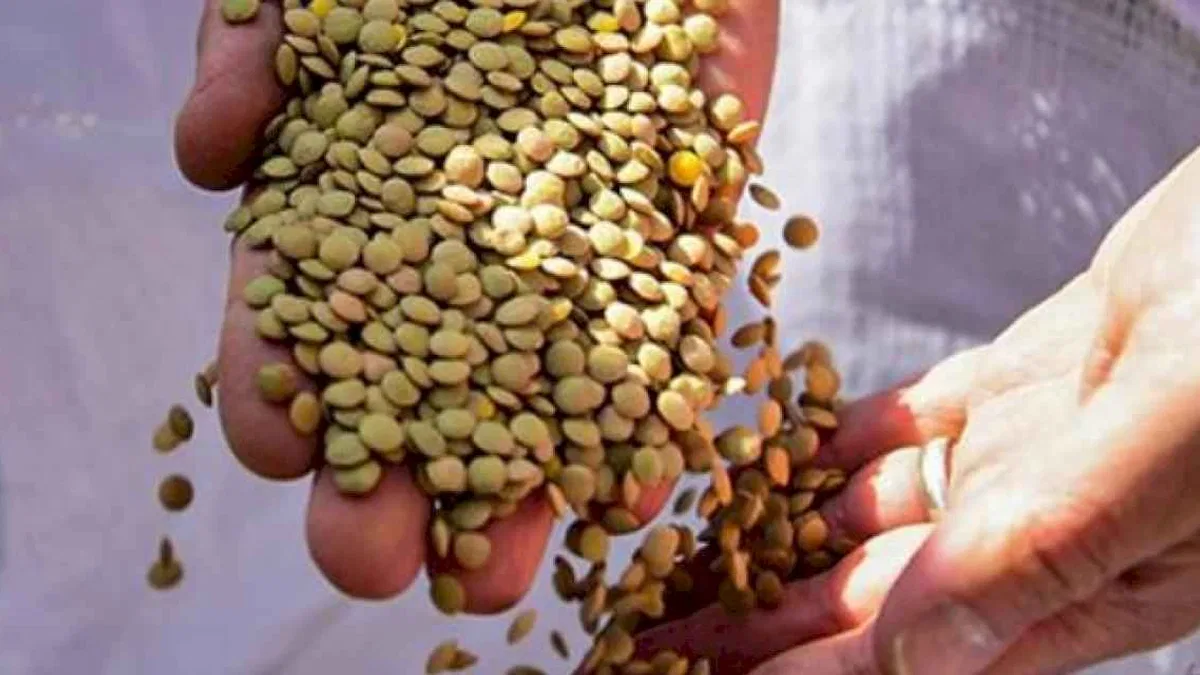 Yeşil mercimek ithalatında gümrük vergisi sıfıra indirildi
