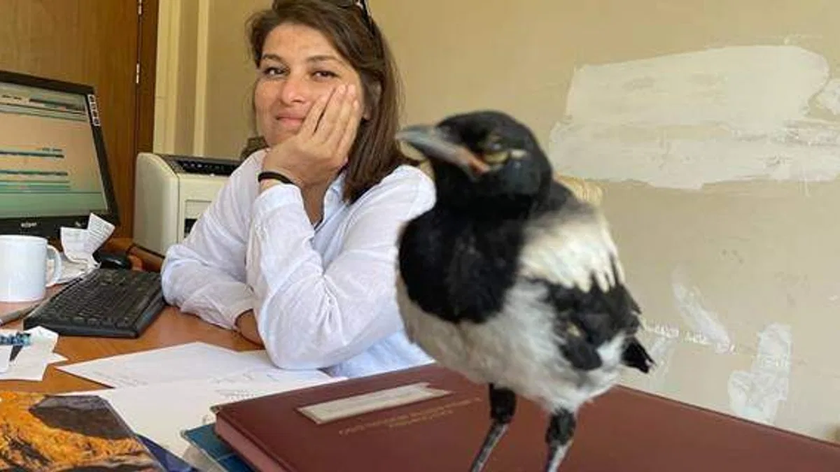 İyileştirdiği karga yalnız kalmasın diye mesaiye getiriyor
