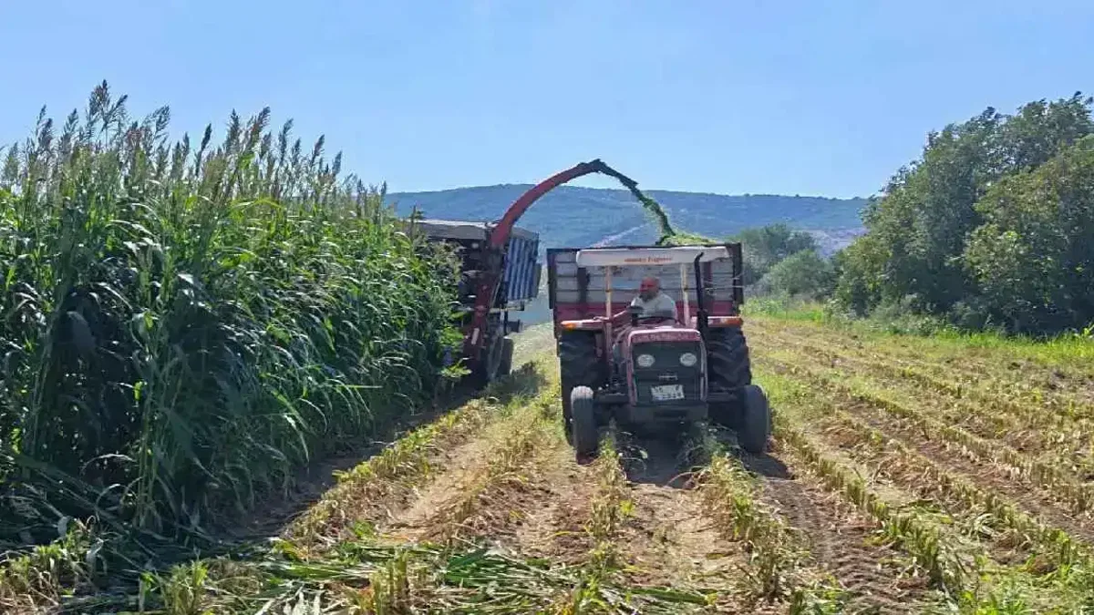 İzmir’de 9,6 ton Sorgum Sudan Otu melezi tohumu üreticilere ulaştırıldı