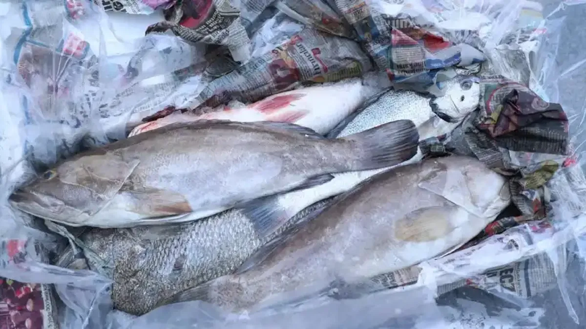 Antalya'da 260 kilo balığa el konuldu