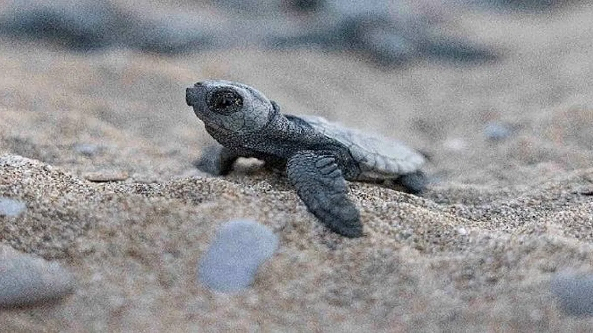 Mavi Gönüllüleri, Indigo Turtles projesi ile Caretta Caretta'ları Akdeniz'le buluşturmaya devam ediyor