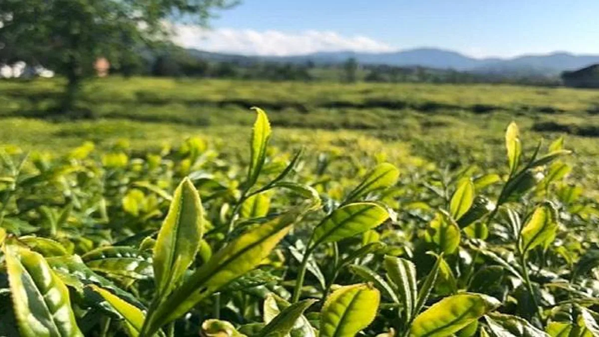 Lipton Doğu Karadeniz'de Çay Hasadına Başladı