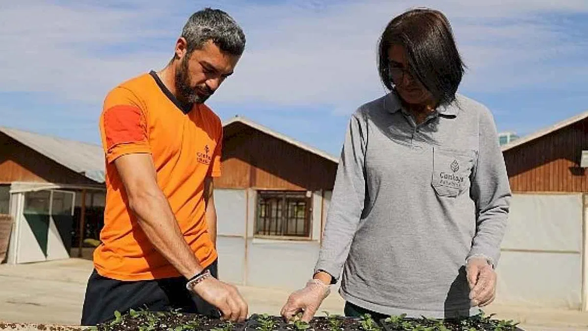 Çansera'da Kışlık Çiçek Üretimi Başladı