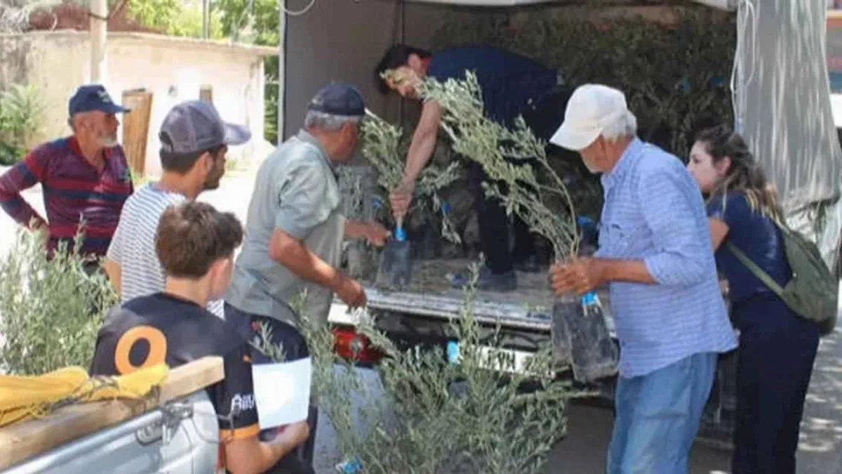 Antalya'nın 19 ilçesine 40 bin zeytin fidanı desteği