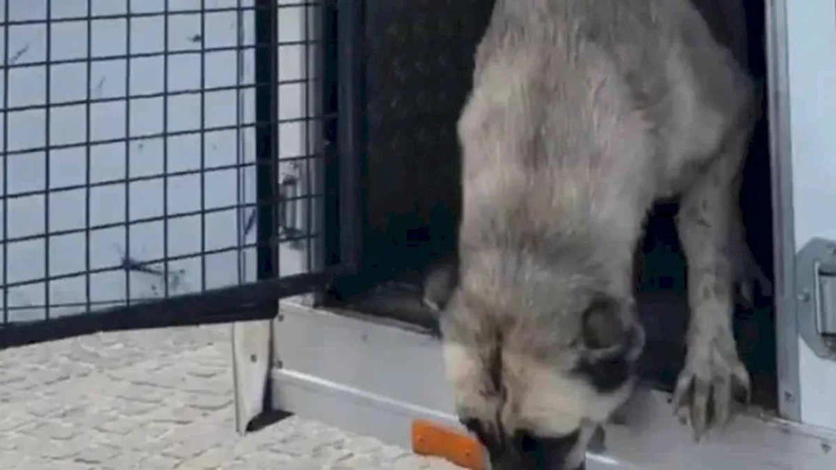Mudanya'da ‘köpeklerin uyutulduğu’ iddialarına videolu yanıt