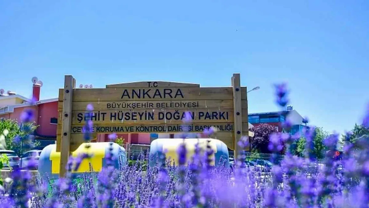 Başkent Ankara yazın lavanta kokuyor