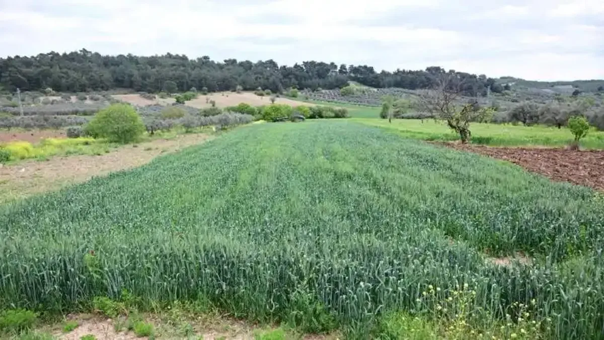 Manisa Büyükşehir’in toprakla buluşan tohumları yeşerdi