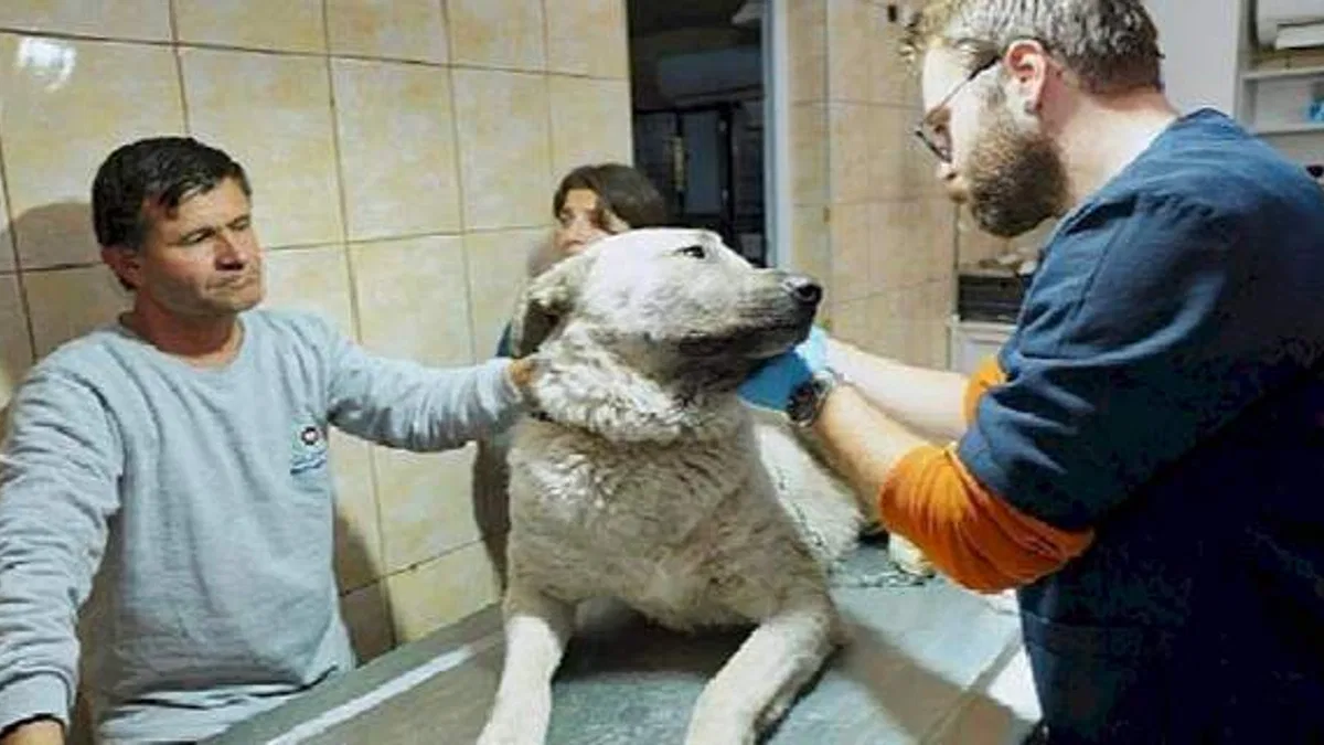 Depremzede köpek İzmir'de yaşayacak