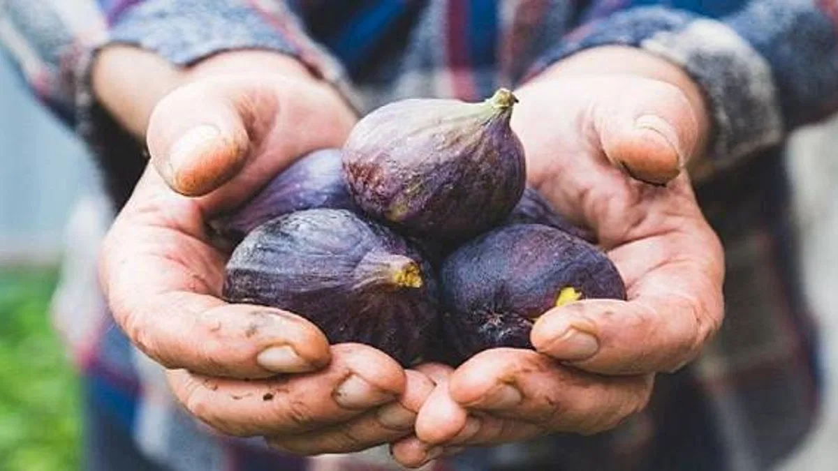 Taze incir ihracatı başladı