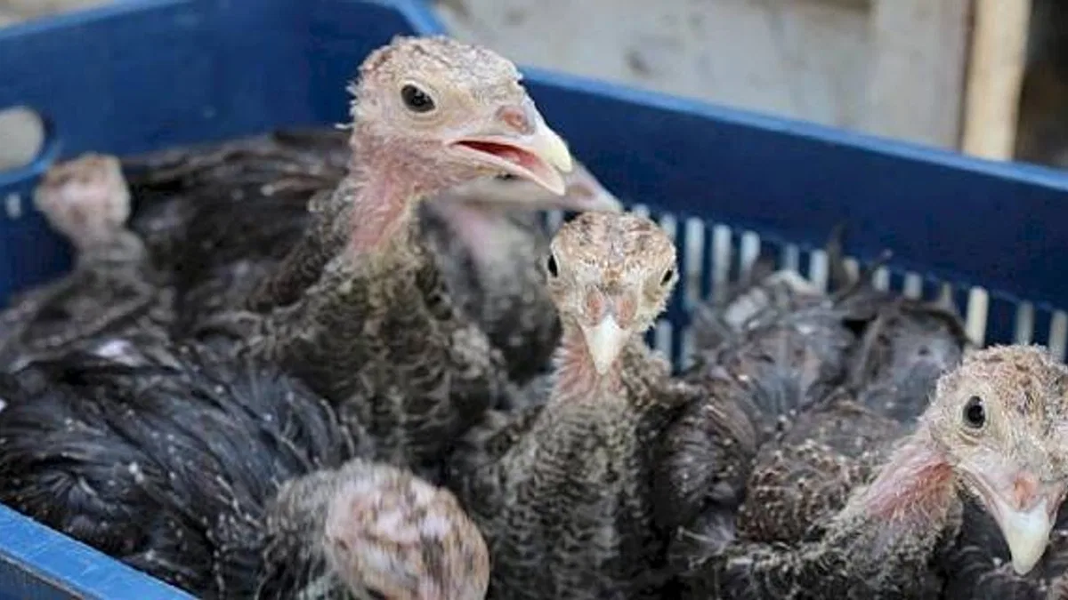 Hindi ile çekirge mücadelesi bu yıl da sürüyor