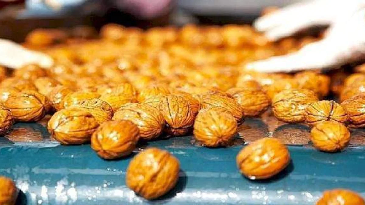 2022 yılında yerli ceviz hasadı yüzde 30 arttı