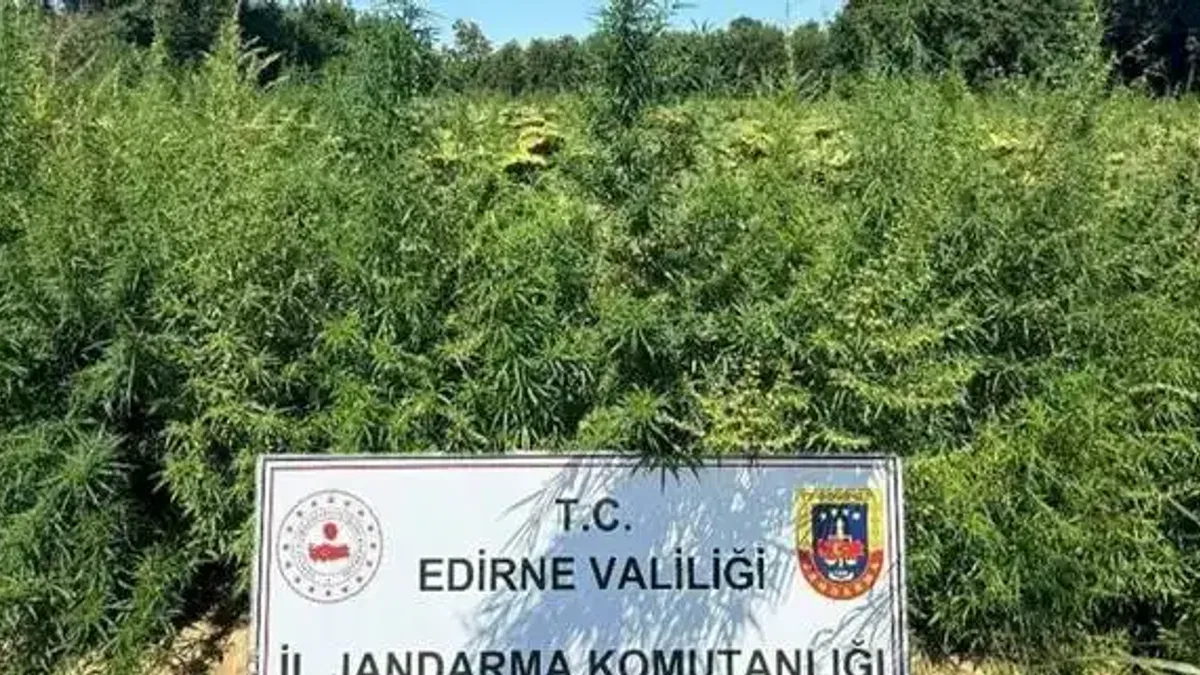 Edirne'de 49 bin 500 kök kenevire imha