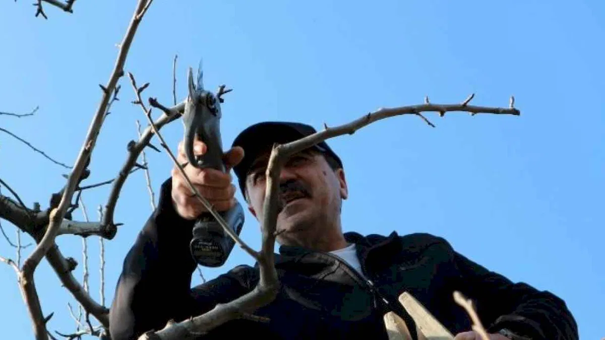 Gürsu'nun tarımına 'bağımsız' vizyon getirecek... Şefikoğlu'nun vizyonsal tarım projeleri