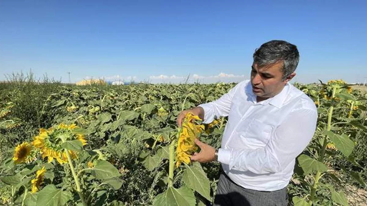 Konya'da ekim alanı azalan ayçiçeğinde bu yıl yüksek verim bekleniyor