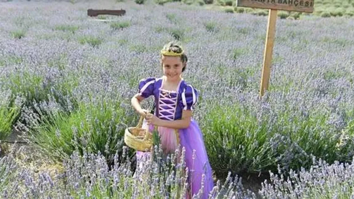 Ata Çiftiği'nde lavanta hasadı