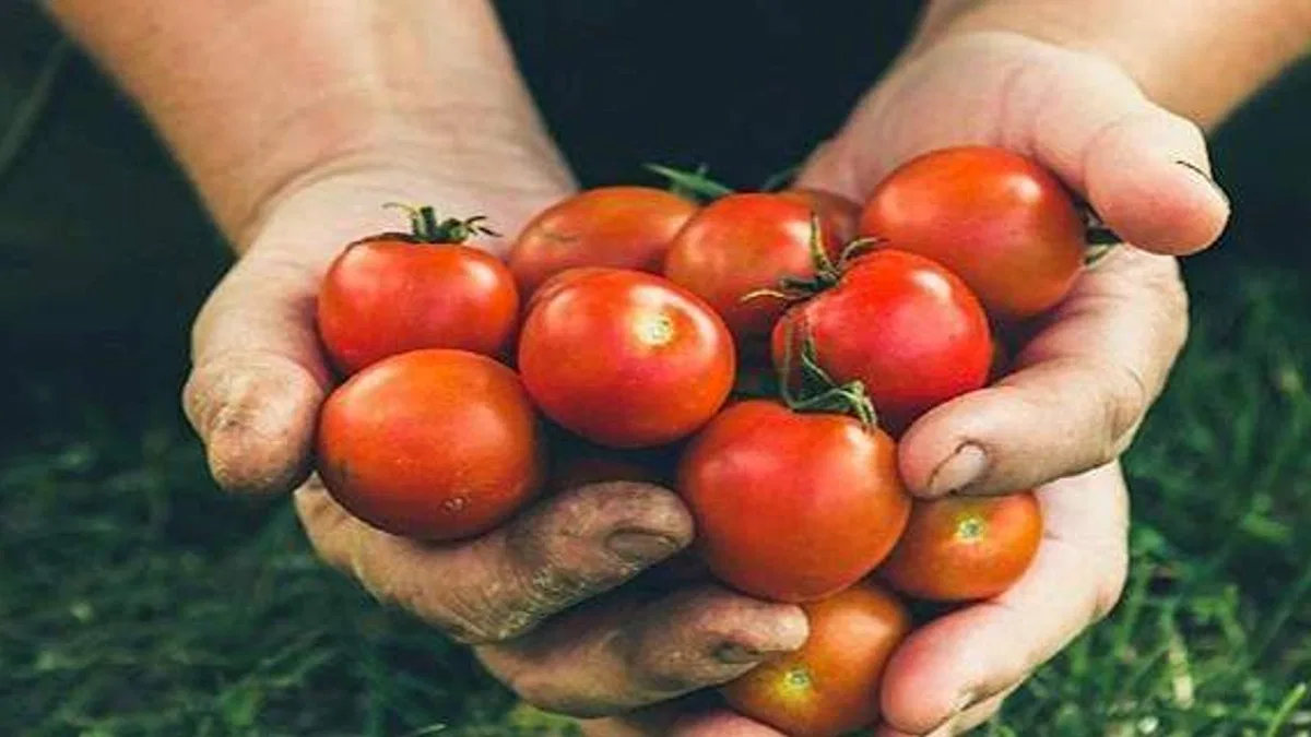 Rusya'ya domates ihracatında kota 350 bin tondan 500 bin tona çıkarıldı