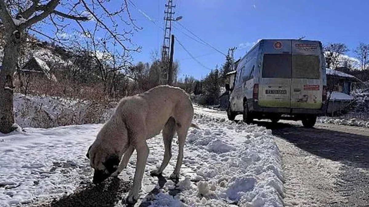 Keçiören Belediyesi can dostları unutmadı