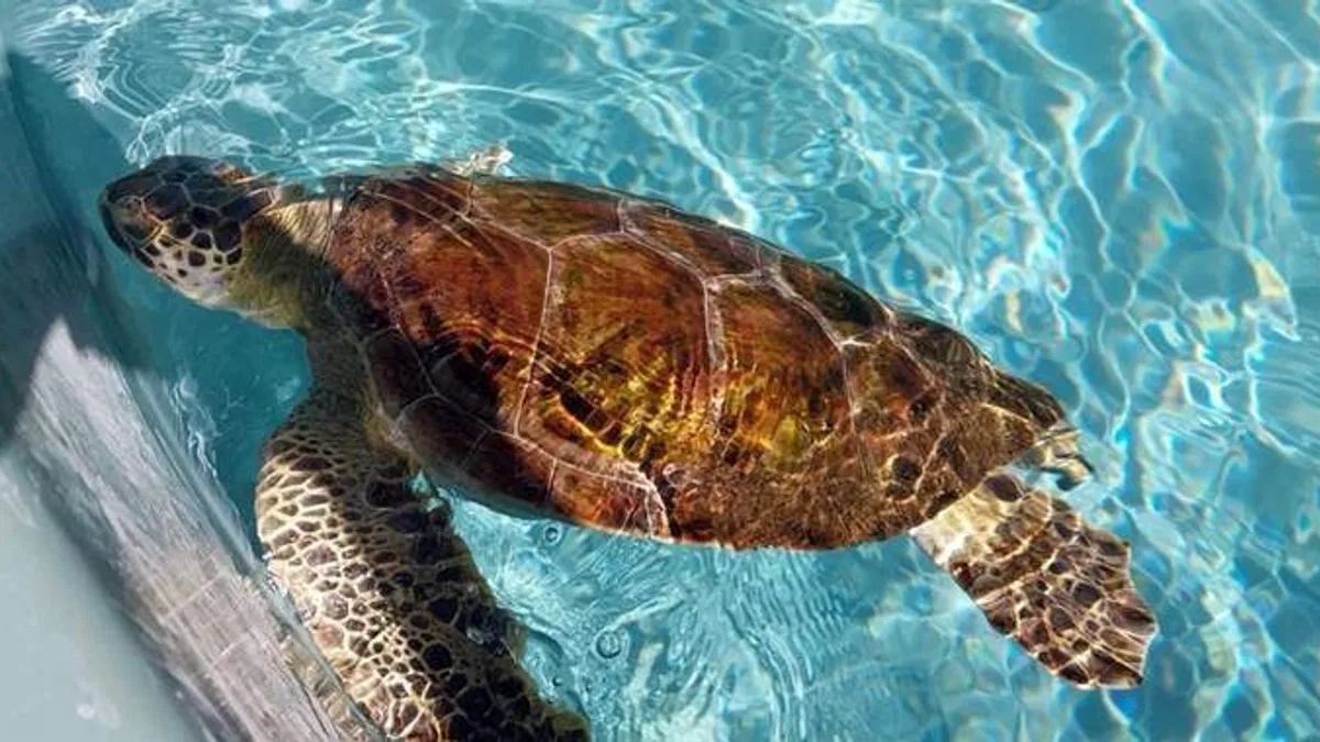 Tedavi edilen caretta carettalar mavi sulara kavuşmayı bekliyor