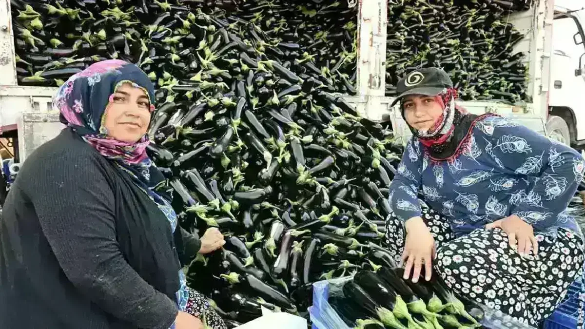 Manisa'da afetzede çiftçinin yüzü gülüyor