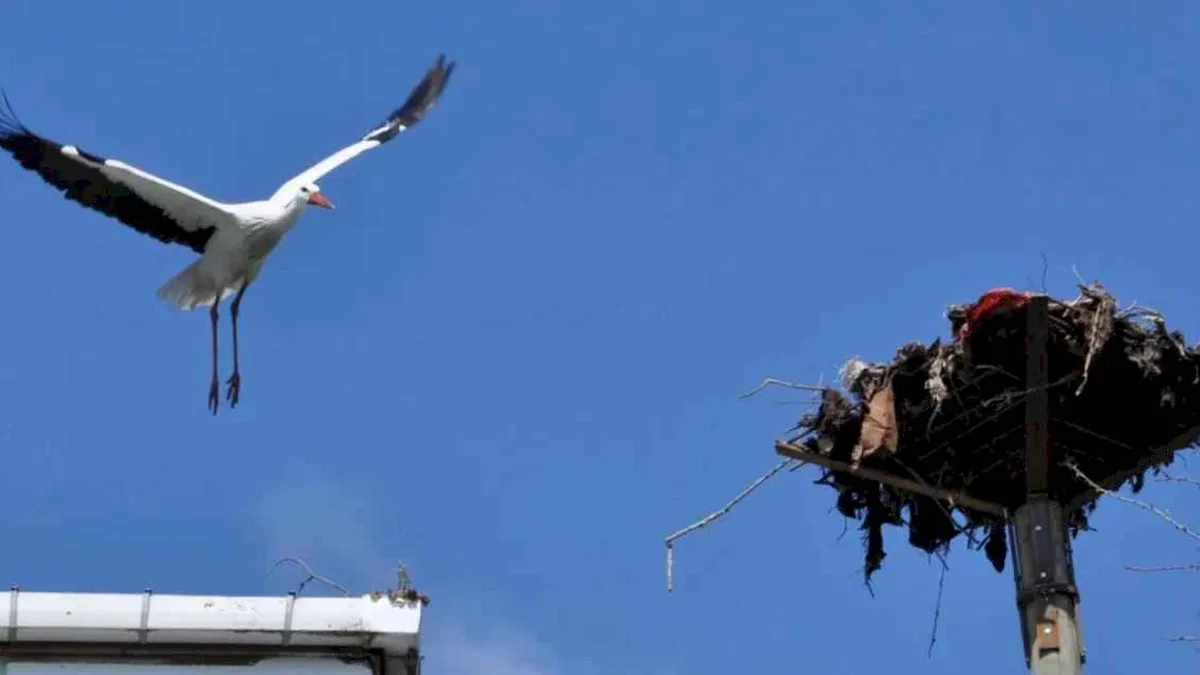 Kocaeli’den leylek yuvasına güvenli dokunuş