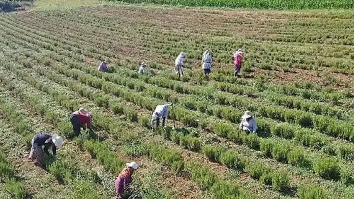 Tıbbi ve Aromatik Bitkilerin Hasadı Başladı