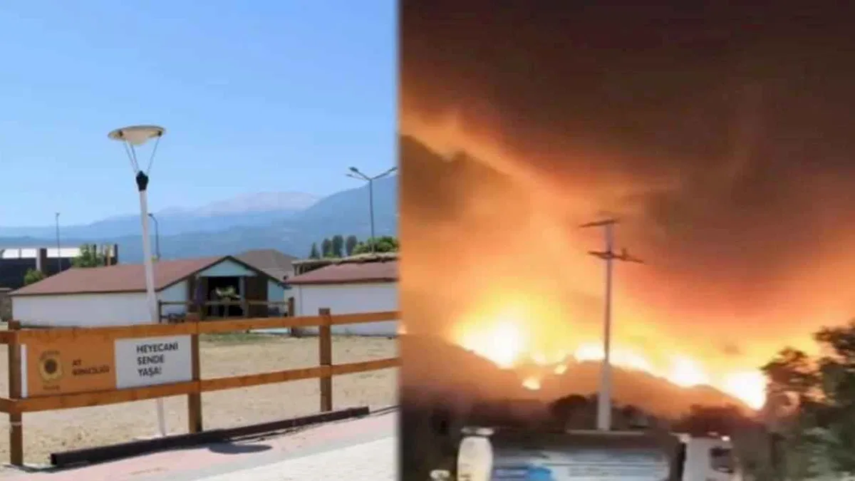 Bursa'da yangından etkilenen hayvanlara el açtılar
