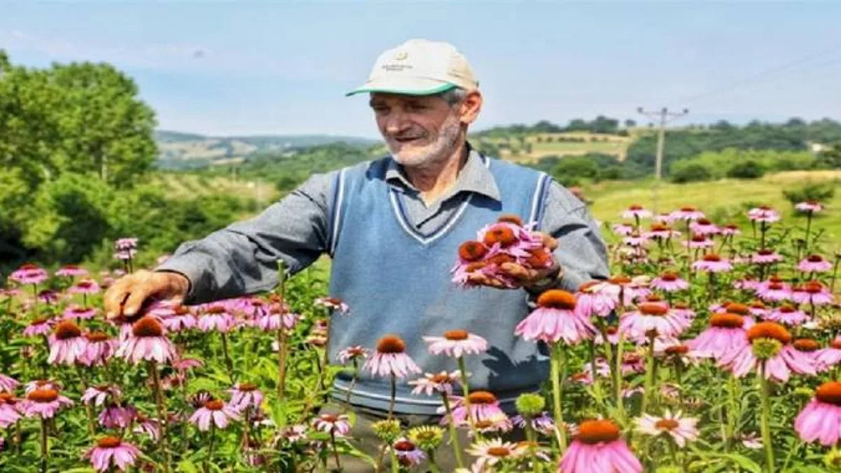 Bursa İnegöl'de 'Ekinezya'da üçüncü hasat heyecanı