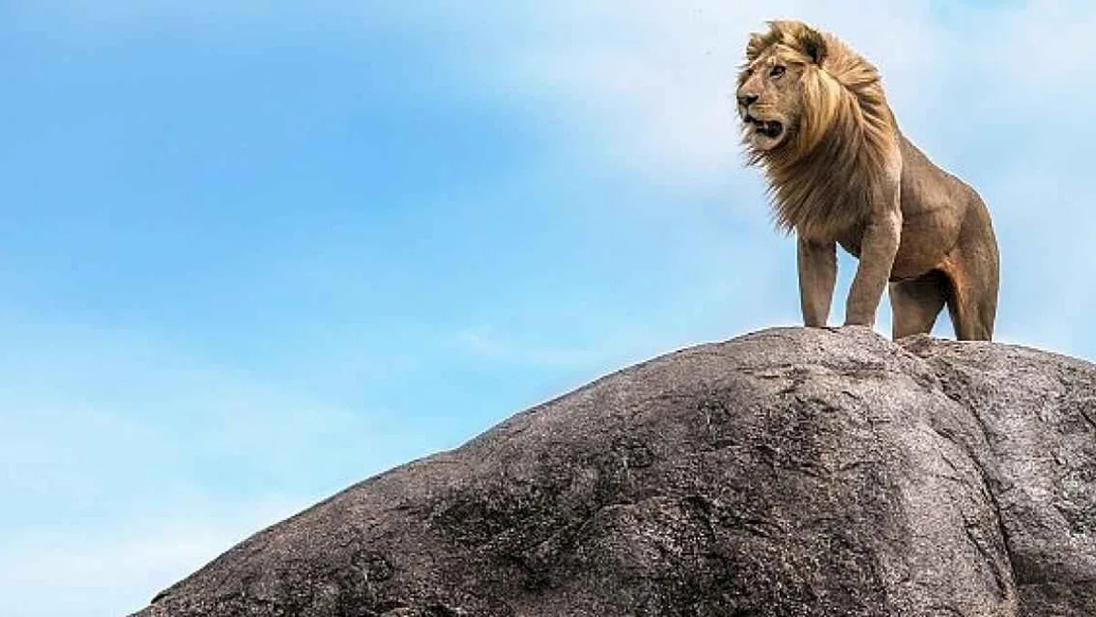 'Çöl Aslanları: İskelet Sahilinde Hayatta Kalmak' 7 Aralık Cumartesi Günü 20.00'da National Geographic WILD Ekranlarında!