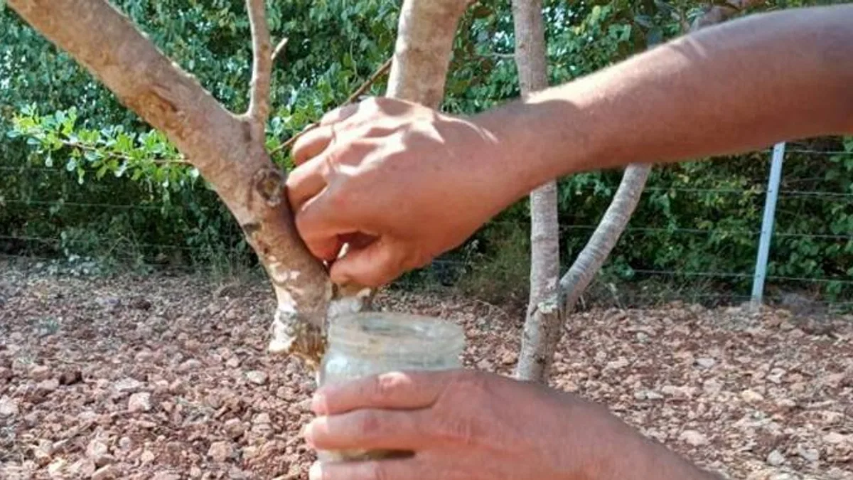 Muğla ilk sakızlarını verdi
