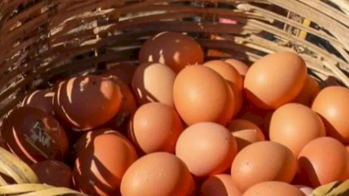 Ordu’da yumurta sektörü yeniden büyüyor