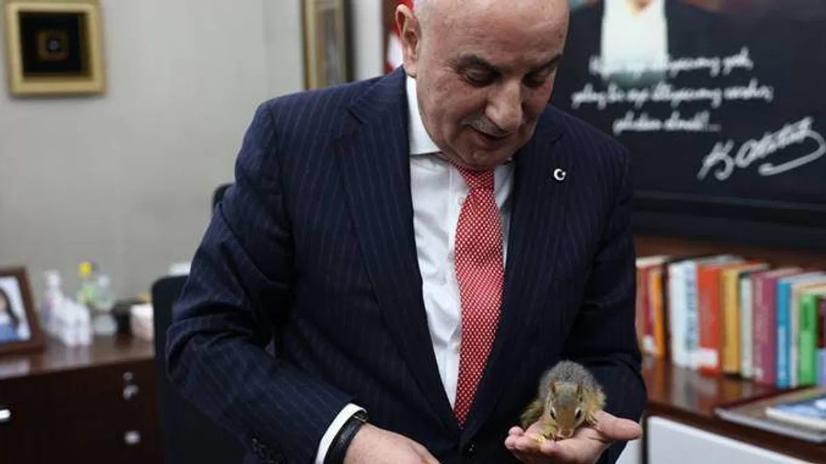 Başkentte evde beslenen sincap koruma altına alındı