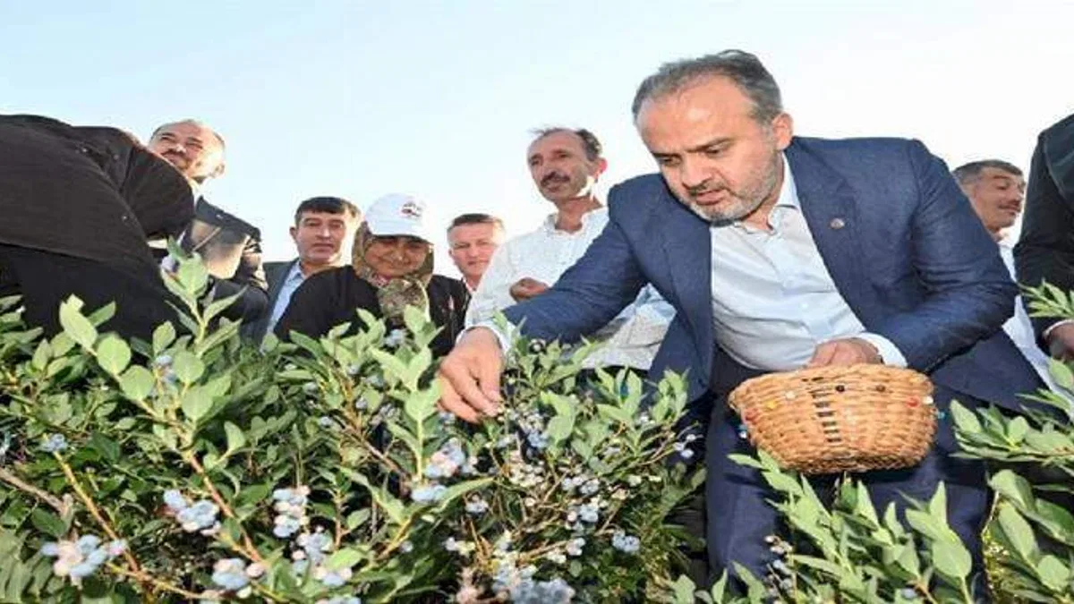 Bursa Büyükşehir tarlada üreticiye nefes oldu
