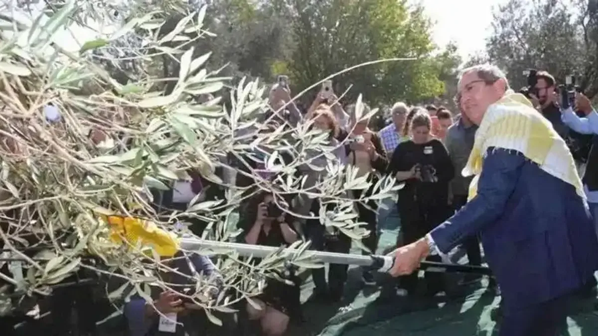 Ayvalık'ta 19. Zeytin Hasat ve Turizm Festivali heyecanı