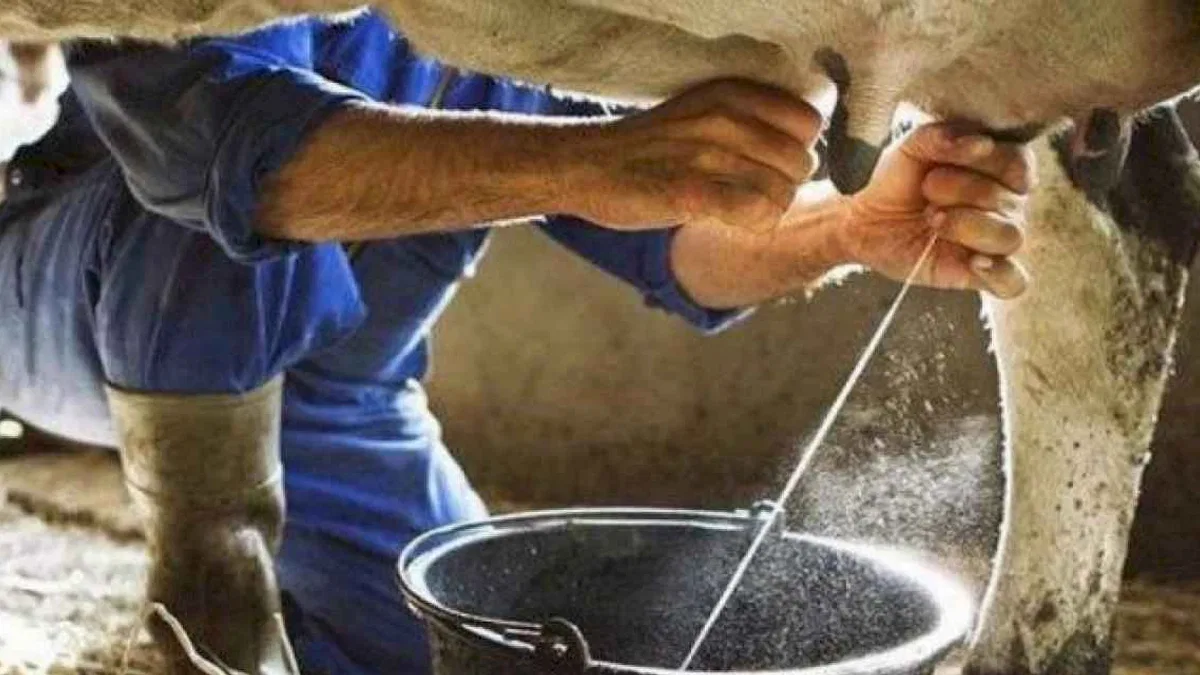 Ticari süt işletmeleri milyon tonu aşkın inek sütü topladı