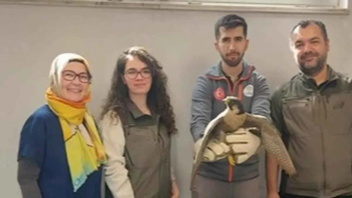 Denizli Büyükşehir Belediyesi yaralı akdoğanı hayata döndürdü