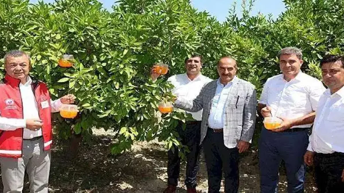 Narenciyede kalıntı sorunu kalmayacak