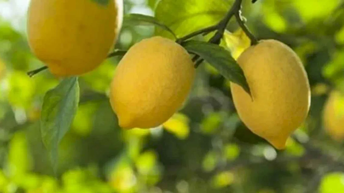 Kasım'da fiyat farkı 'limon' sıktı!