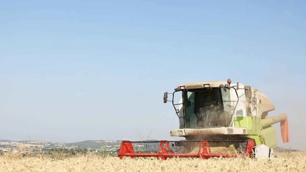 Nilüfer’de yerel tohumdan üretilen buğday hasadı başladı